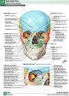 atlas of human anatomy = атлас анатомії людини переклад 7 англійського видання книга  куп Ціна (цена) 1 490.80грн. | придбати  купити (купить) atlas of human anatomy = атлас анатомії людини переклад 7 англійського видання книга  куп доставка по Украине, купить книгу, детские игрушки, компакт диски 19