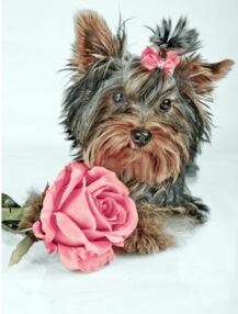 Алмазна мозаїка 30х40 HEG87044 Ніжний друг "Strateg"