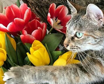 Алмазна мозаїка 30х40 GM85987 Березневий настрій "Strateg"