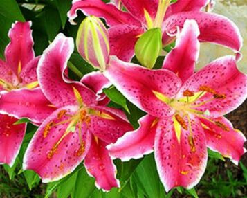 Алмазна мозаїка 30х40 GM86885 Прекрасні лілії "Strateg"