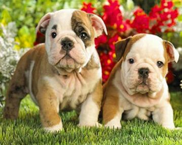 Алмазна мозаїка 30х40 GM86850 Забавні цуценята "Strateg"