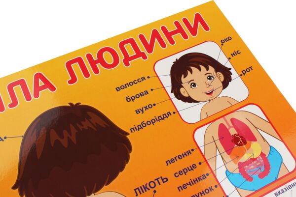 плакат будова тіла людини Ціна (цена) 17.80грн. | придбати  купити (купить) плакат будова тіла людини доставка по Украине, купить книгу, детские игрушки, компакт диски 2