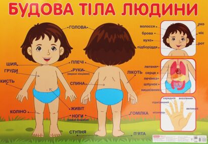 плакат будова тіла людини