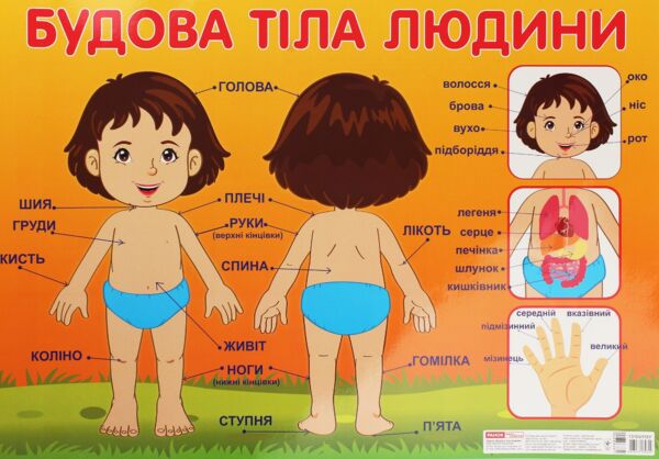 плакат будова тіла людини Ціна (цена) 17.80грн. | придбати  купити (купить) плакат будова тіла людини доставка по Украине, купить книгу, детские игрушки, компакт диски 0