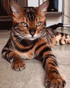 Розпис по номерах 40х50 GX3801 Бенгальська кішка brushme Брашми