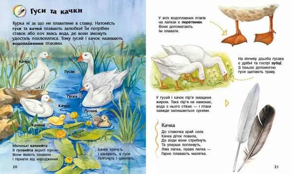 енциклопедія дошкільника свійські тварини 9786170969118 Ціна (цена) 60.60грн. | придбати  купити (купить) енциклопедія дошкільника свійські тварини 9786170969118 доставка по Украине, купить книгу, детские игрушки, компакт диски 3