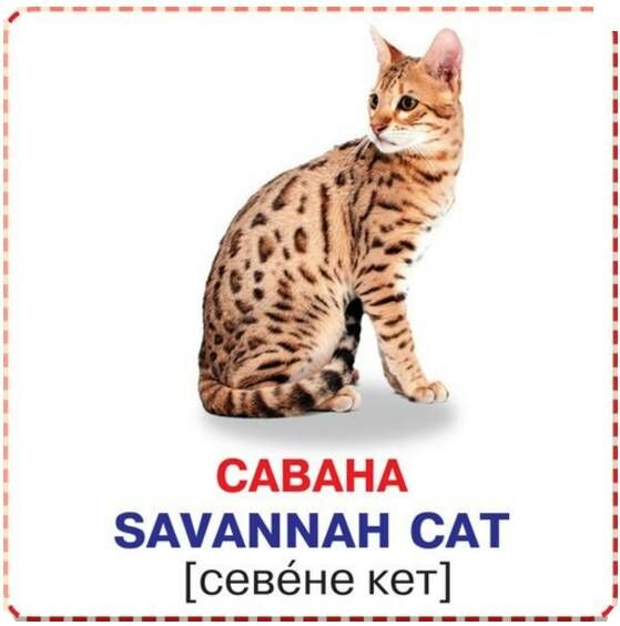 розумні картки кішки 12 карток Ціна (цена) 11.00грн. | придбати  купити (купить) розумні картки кішки 12 карток доставка по Украине, купить книгу, детские игрушки, компакт диски 1
