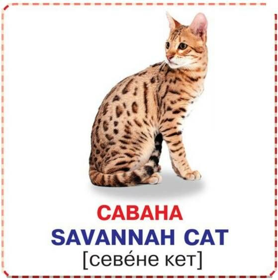 розумні картки кішки 12 карток Ціна (цена) 11.69грн. | придбати  купити (купить) розумні картки кішки 12 карток доставка по Украине, купить книгу, детские игрушки, компакт диски 1