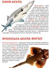 велика книжка акули  Уточнюйте  строки доставки (2-5 діб) Ціна (цена) 44.00грн. | придбати  купити (купить) велика книжка акули  Уточнюйте  строки доставки (2-5 діб) доставка по Украине, купить книгу, детские игрушки, компакт диски 1