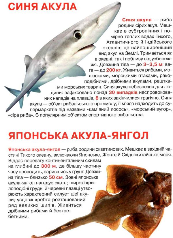 велика книжка акули  Уточнюйте  строки доставки (2-5 діб) Ціна (цена) 44.00грн. | придбати  купити (купить) велика книжка акули  Уточнюйте  строки доставки (2-5 діб) доставка по Украине, купить книгу, детские игрушки, компакт диски 1