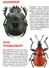 велика книжка жуки РОЗПРОДАЖ Ціна (цена) 32.60грн. | придбати  купити (купить) велика книжка жуки РОЗПРОДАЖ доставка по Украине, купить книгу, детские игрушки, компакт диски 1