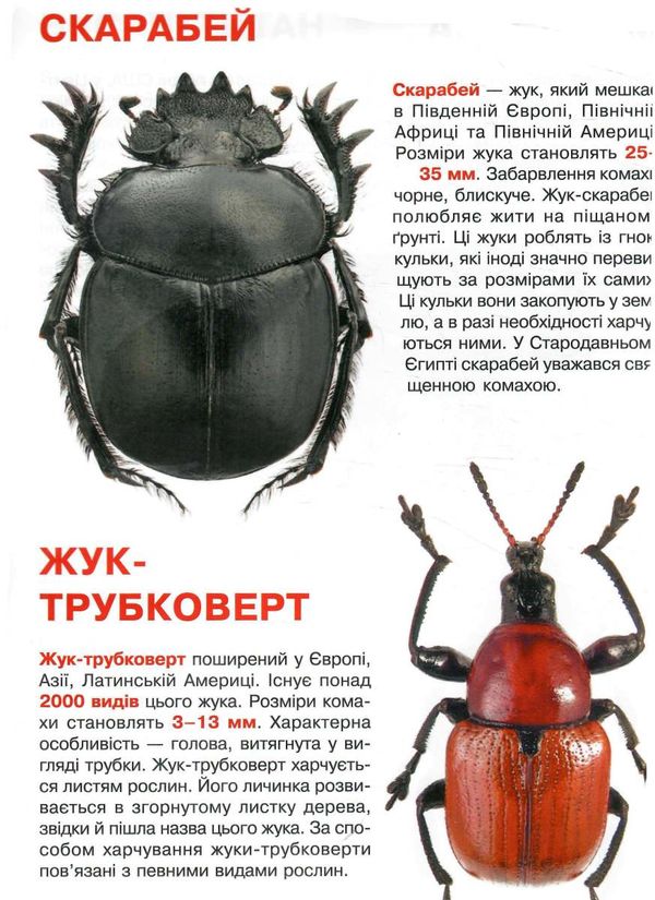 велика книжка жуки РОЗПРОДАЖ Ціна (цена) 32.60грн. | придбати  купити (купить) велика книжка жуки РОЗПРОДАЖ доставка по Украине, купить книгу, детские игрушки, компакт диски 1