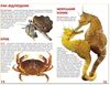 велика книжка мешканці морів і океанів  Уточнюйте  строки доставки (2-5 діб) Ціна (цена) 44.00грн. | придбати  купити (купить) велика книжка мешканці морів і океанів  Уточнюйте  строки доставки (2-5 діб) доставка по Украине, купить книгу, детские игрушки, компакт диски 1