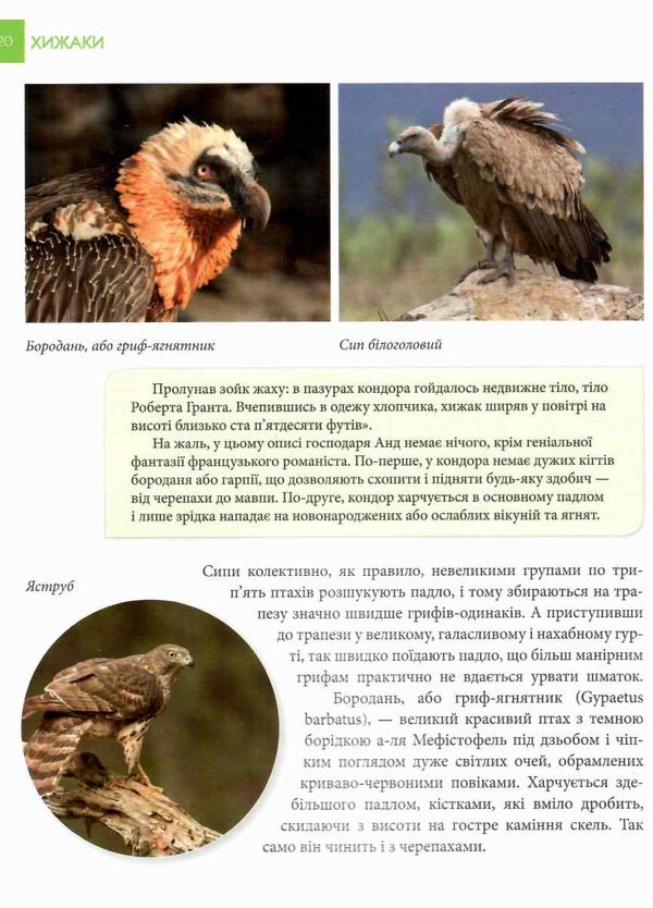енциклопедія для допитливих хижаки 9789669355874 Ціна (цена) 88.60грн. | придбати  купити (купить) енциклопедія для допитливих хижаки 9789669355874 доставка по Украине, купить книгу, детские игрушки, компакт диски 3