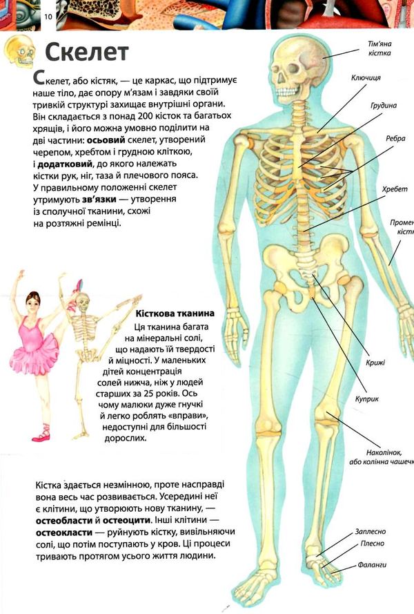 енциклопедія дитяча тіло людини Ціна (цена) 70.85грн. | придбати  купити (купить) енциклопедія дитяча тіло людини доставка по Украине, купить книгу, детские игрушки, компакт диски 3