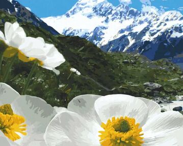 Розпис по номерах 40х50 10564-АС Альпійські маки "Art Craft" арт крафт