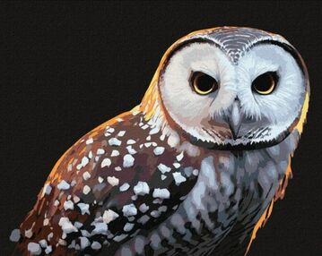 Розпис по номерах 40х50 КНО4395 Гордий погляд "Ідейка"