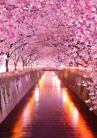 Алмазна мозаїка 30х40 JSDF78050 Цвітіння сакури "Strateg"