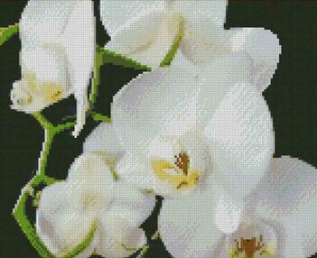 Алмазна мозаїка 30х40 KB011 Білі орхідеї "Strateg"