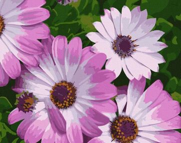 Розпис по номерах 40х50 13113-АС Африканські ромашки "Art Craft" арт крафт