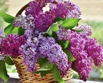 Алмазна мозаїка 30х40 HEG85984 Бузок у кошику "Strateg"