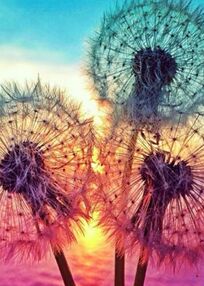 Алмазна мозаїка 30х40 JSDF76888 Кульбабки "Strateg"