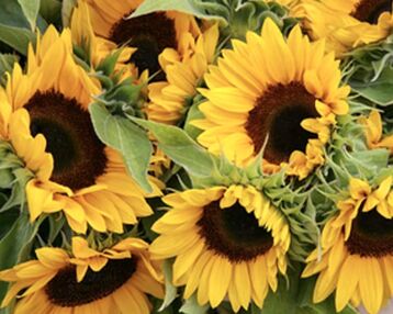 Алмазна мозаїка 40х50 SK86004 Букет соняшників "Strateg"