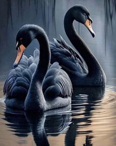 Алмазна мозаїка 40х50 SK86021 Чорні лебеді "Strateg"