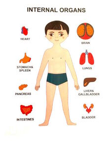 пазли навчальні internat organs  30349