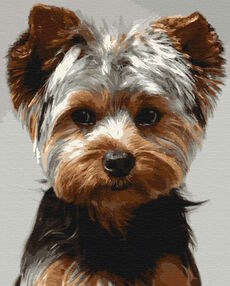 Розпис по номерах 40х50 11644-АС Йоркшир-тер'єр "Art Craft" арт крафт