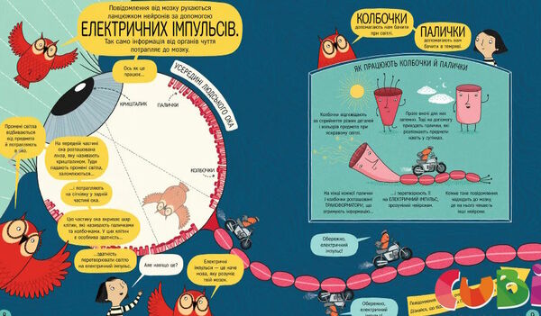 книжка про мозок і те як він працює Ціна (цена) 359.00грн. | придбати  купити (купить) книжка про мозок і те як він працює доставка по Украине, купить книгу, детские игрушки, компакт диски 3