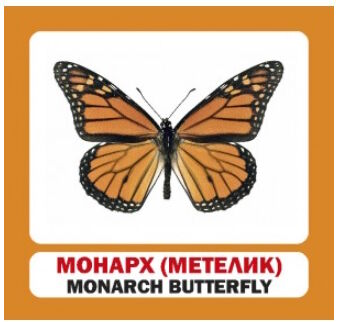 картки комахи англійська / українська 9789669751850 Ціна (цена) 22.60грн. | придбати  купити (купить) картки комахи англійська / українська 9789669751850 доставка по Украине, купить книгу, детские игрушки, компакт диски 3
