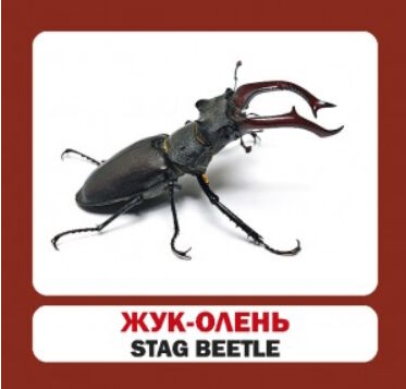 картки комахи англійська / українська 9789669751850 Ціна (цена) 22.60грн. | придбати  купити (купить) картки комахи англійська / українська 9789669751850 доставка по Украине, купить книгу, детские игрушки, компакт диски 1