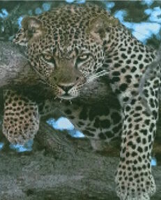 Алмазна мозаїка 40х50 D0051 Леопард на відпочинку "Strateg"