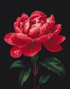 Розпис по номерах 40х50 BS54148 Півонії в сяйві роси brushme Брашми