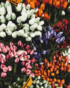Розпис по номерах 40х50 BS52646 Ярмарка тюльпанів brushme Брашми