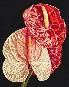 Розпис по номерах 40х50 BS54136 Антуріум brushme Брашмі