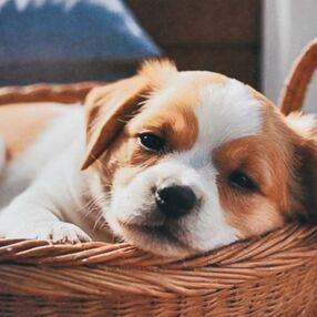 Алмазна мозаїка 30х30 HEE16321 Маленька радість в корзині "Strateg"