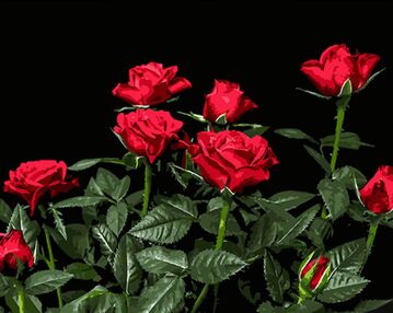 Розпис по номерах 40х50 AH1051 Яскраві червоні троянди на чорному фоні "Strateg"