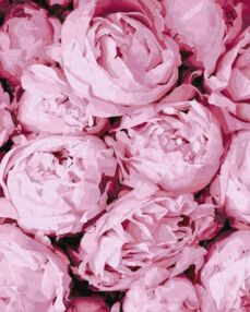 Розпис по номерах 40х50 КНО2998 Рожева ніжність "Ідейка"