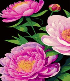 Розпис по номерах 40х50 AH1101 Півонії у відтінках рожевого на чорному фоні "Strateg"