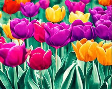Алмазна мозаїка 30х40 GM86842 Тюльпани поп-арт "Strateg"