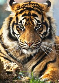 Алмазна мозаїка 30х40 GD75271 Суматранський тигр "Strateg"