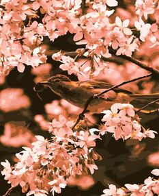 Розпис по номерах 40х50 DY070 Квітка персика "Strateg"