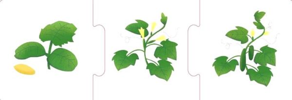 Логічні ланцюжки тварини і рослини етапи розвитку  коробка Ціна (цена) 118.80грн. | придбати  купити (купить) Логічні ланцюжки тварини і рослини етапи розвитку  коробка доставка по Украине, купить книгу, детские игрушки, компакт диски 2