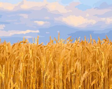 Розпис по номерах 40х50 GS1337 Пшеничне поле "Strateg"