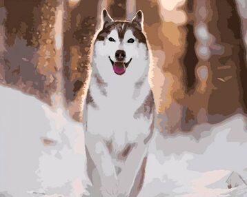 Розпис по номерах 40х50 GS1576 Руда хаскі "Strateg"