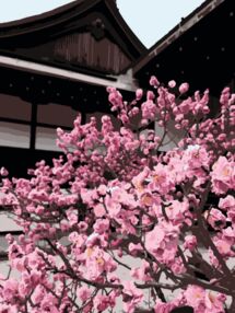 Розпис по номерах 40х50 10527-АС Японська вишня 0527 "Art Craft" арт крафт