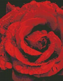 Алмазна мозаїка 40х50 АМО7501 Троянда в діамантах"Ідейка"