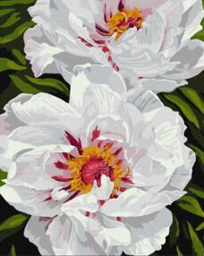 Розпис по номерах 40х50 КНО3243 Білі півонії "Ідейка"